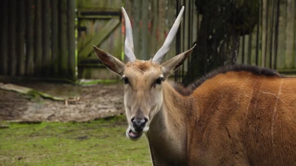 Africká Antilopa Latin Taurotragus Oryx Dívá Kamery — Stock video