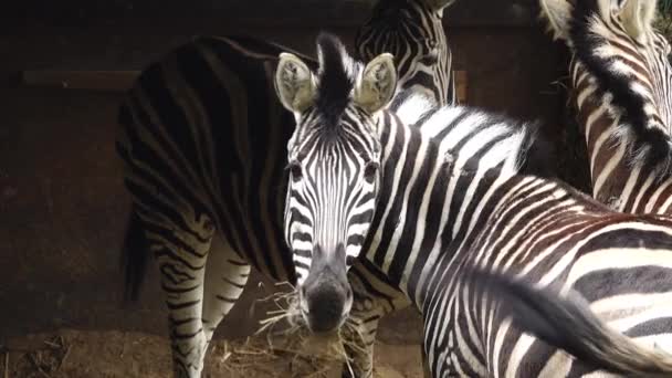 Rágás Zebra Nézi Kamera Lassított Felvétel — Stock videók