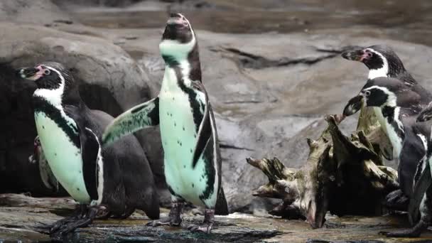 Humboldt Pinguïn Staand Rotsen Aan Het Water — Stockvideo