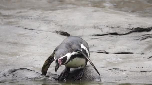 Pingüino Humboldt Pie Sobre Rocas Junto Agua — Vídeos de Stock
