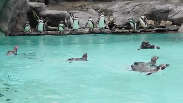 水で岩の上に立っているペンギン — ストック動画
