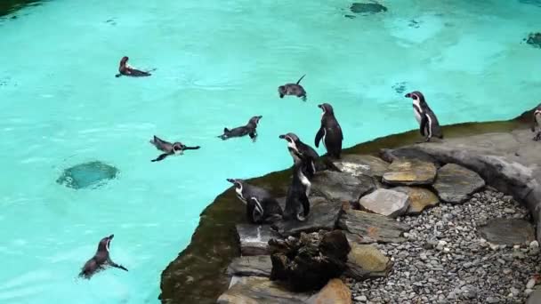Humboldt Tučňák Stojící Skalách Vody — Stock video