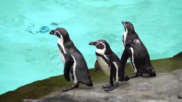 Humboldt Pinguin Steht Auf Felsen Wasser — Stockvideo