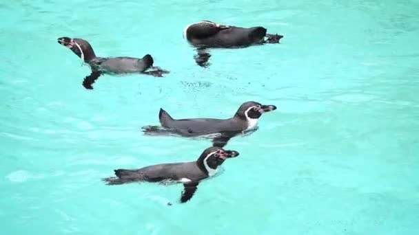 Humboldt Pingvin Lebeg Vízen Lassított Felvétel — Stock videók