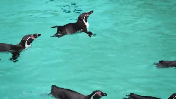 Humboldtpinguïn Drijvend Water — Stockvideo