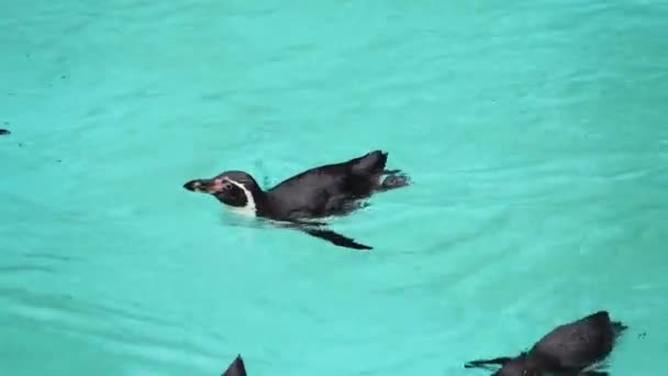 Penguin Humboldt Mengambang Atas Air — Stok Video