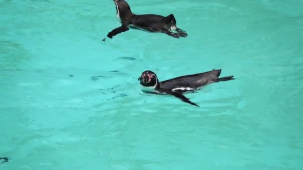 Humboldt Penguin Floating Water Slow Motion — Stock Video