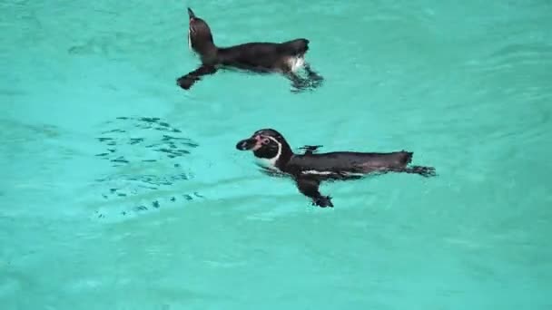 水面に浮かぶペンギン — ストック動画