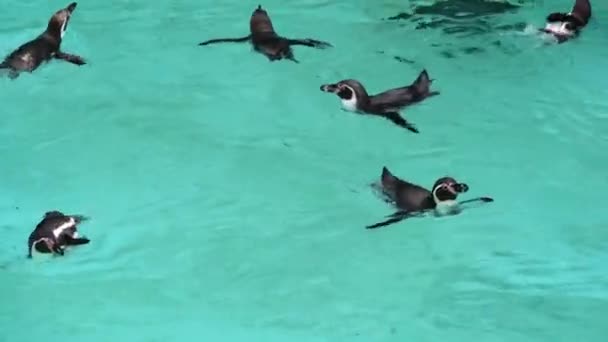 Пінгвін Плаває Воді — стокове відео