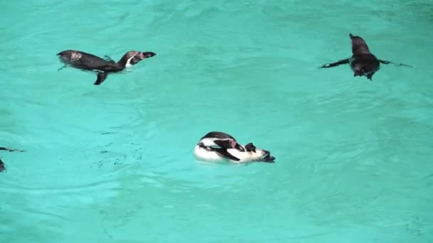 Penguin Humboldt Mengambang Atas Air Gerakan Lambat — Stok Video
