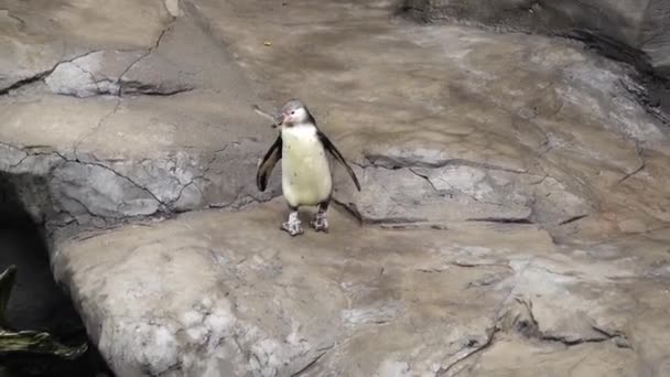 Humboldt Pingvin Går Stenarna — Stockvideo
