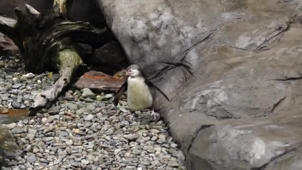Humboldtpinguïn Loopt Stenen — Stockvideo