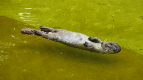 Otter Lies Water Rests Cross Sun — Stock Video