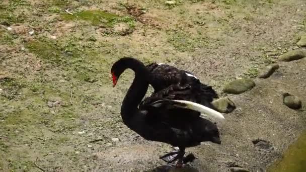 Siyah Kuğu Kanatlarını Çırpıyor — Stok video