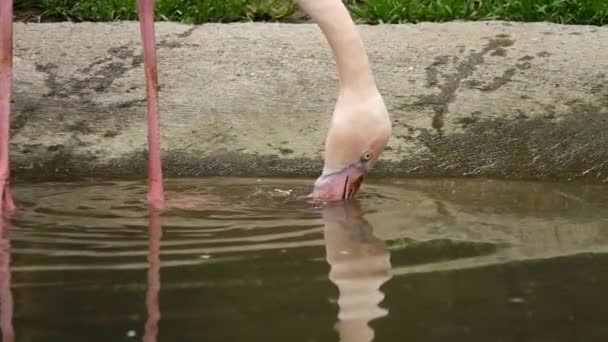 Rosa Flamingos Letar Efter Mat Slow Motion — Stockvideo