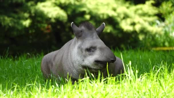 Tapir Ligt Een Weiland Schaduw — Stockvideo