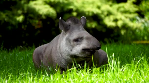 Tapir Liegt Auf Einer Wiese Schatten — Stockvideo