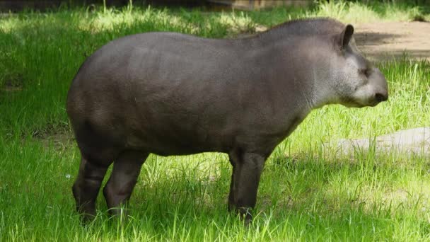 Tapir Encuentra Claro Verde — Vídeo de stock