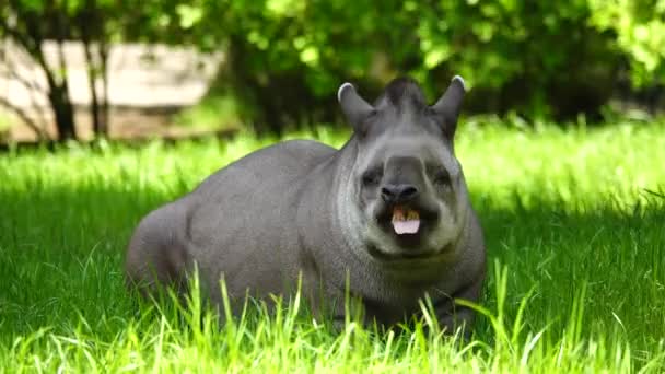 Tapir Gölgedeki Bir Çayırda Yatıyor — Stok video