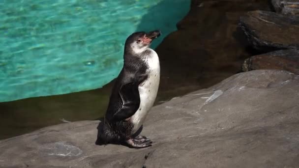 Pingviner Som Solar Sig — Stockvideo