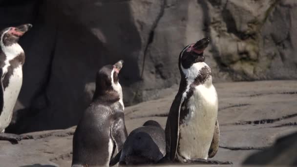 Pingvinek Sütkéreznek Napon — Stock videók