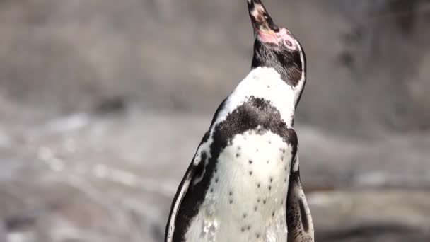 ペンギンが太陽の下に — ストック動画