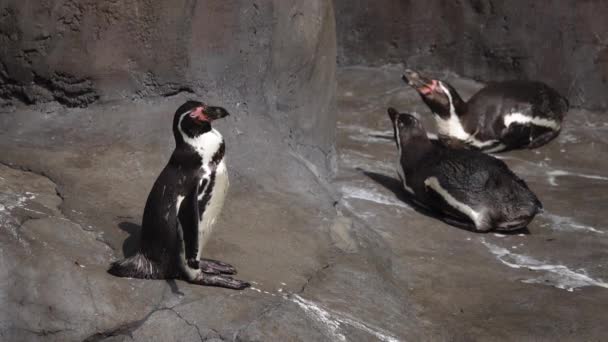 Pingüinos Tomando Sol — Vídeos de Stock
