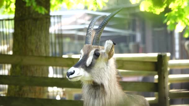 Roan Antilope Kijkt Verschillende Richtingen — Stockvideo