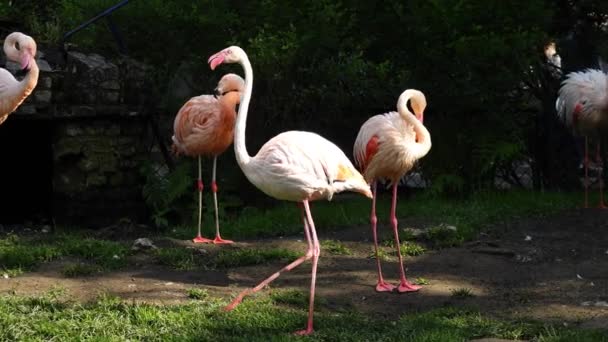 Promenader Flamingos Grön Bakgrund Slow Motion — Stockvideo