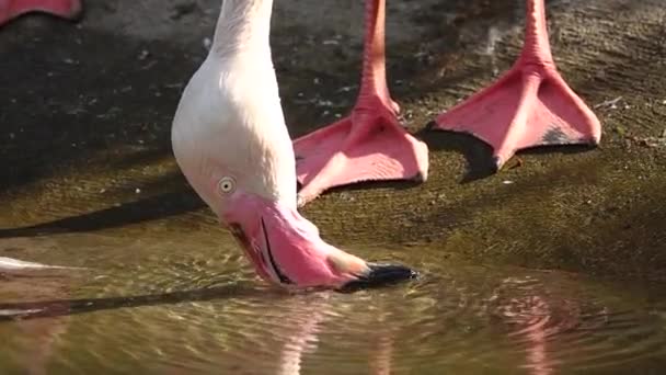 Rózsaszín Flamingók Keres Élelmiszer Lassított Felvétel — Stock videók