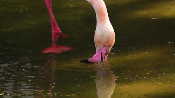 Rosafarbene Flamingos Auf Nahrungssuche Zeitlupe — Stockvideo