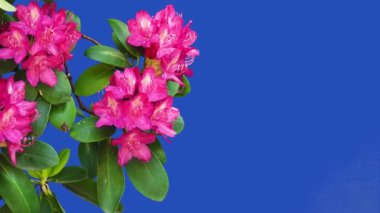 Azalea Rhododendron çiçekleri bir çiftlikteki mavi bir ekranda. Şarkı söyleyen kuşlar