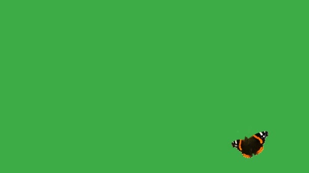 緑色のスクリーン上の蝶提督 — ストック動画