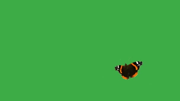 Адмирал Бабочка Зеленом Экране — стоковое видео