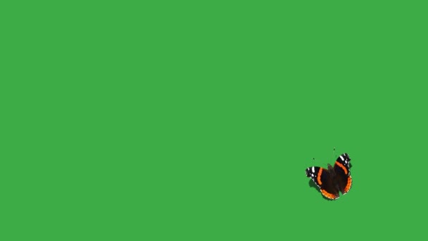 緑色のスクリーン上の蝶提督 — ストック動画