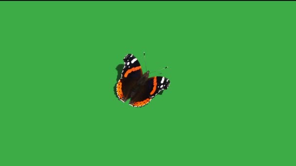 Kelebek Amiral Yeşil Ekranda — Stok video