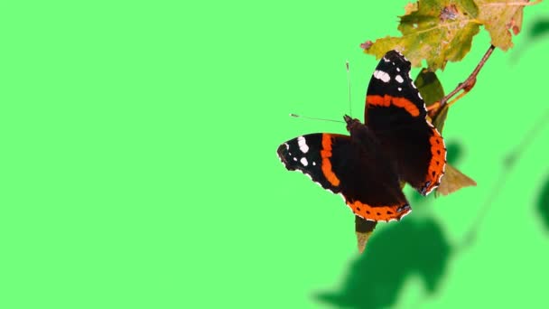 Butterfly Admiral Green Screen — Stock Video