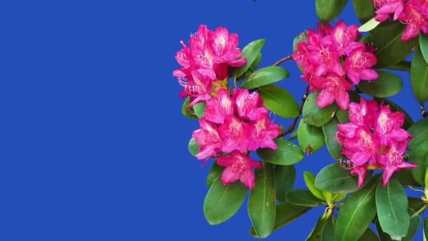 Flores Azalea Rhododendron Uma Tela Azul Jardim Uma Fazenda Aves — Vídeo de Stock