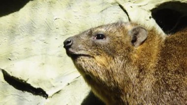 Rock Hyrax, dışarıyı kapatın.