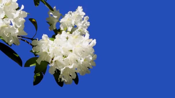Flores Azalea Rhododendron Uma Tela Azul Jardim Uma Fazenda Aves — Vídeo de Stock