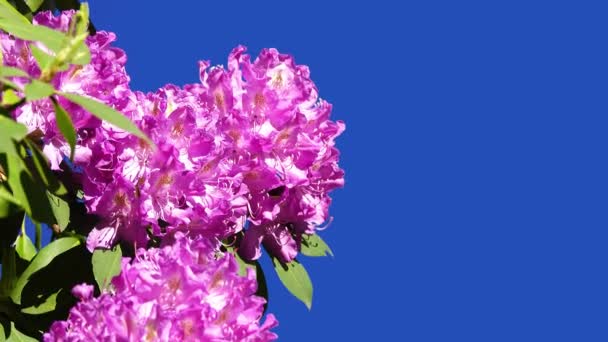 Blüht Azalea Rhododendron Auf Einem Blauen Bildschirm Einem Garten Auf — Stockvideo