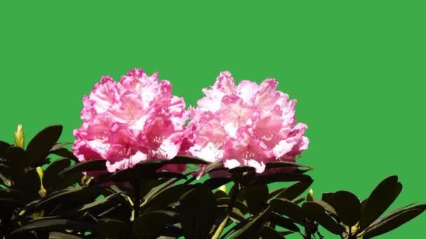 Blüht Azalea Rhododendron Auf Einem Grünen Bildschirm Einem Garten Auf — Stockvideo