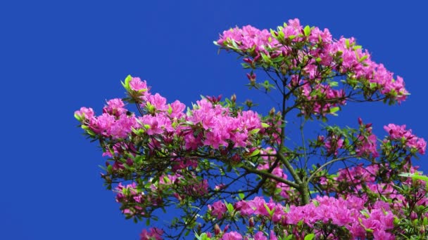 Japanische Blumen Rhododendron Auf Einem Blauen Bildschirm Einem Garten Auf — Stockvideo