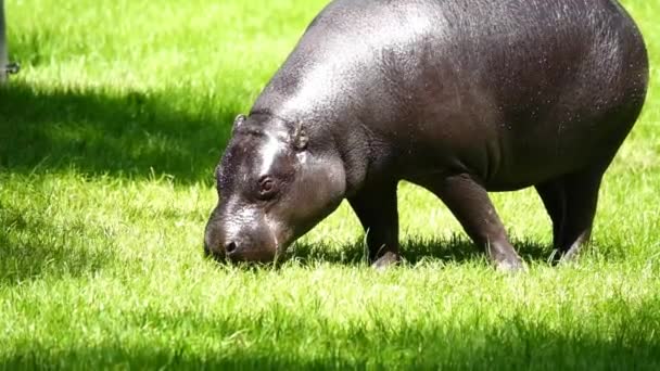 Hipopótamo Pigmeo Camina Come Hierba — Vídeos de Stock
