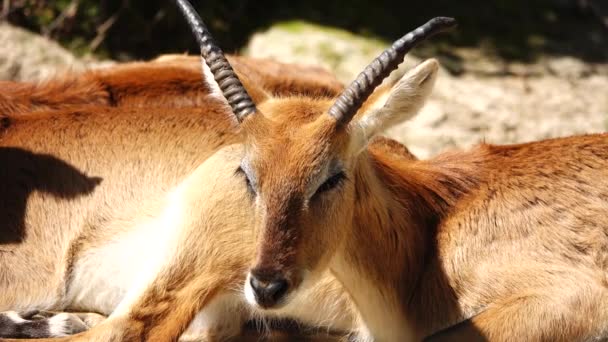 Impala Dutten Zon Buiten — Stockvideo