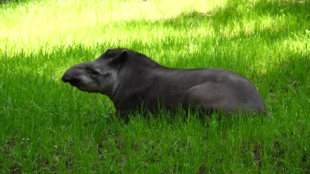 Tapir Encuentra Prado Sombra — Vídeo de stock