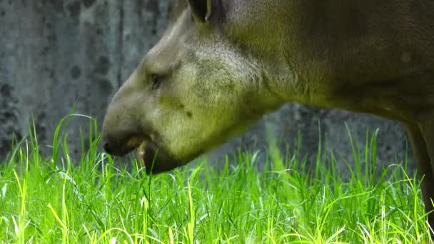 Närbild Tapir Grönt Gräs — Stockvideo