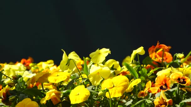 农场花园的黑色屏风上挂满了松软的花朵 歌唱的鸟儿 — 图库视频影像