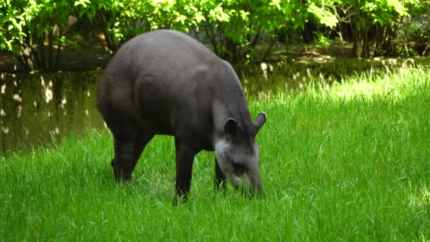 Tapir Hört Vogelgezwitscher Auf Einer Grünen Wiese — Stockvideo