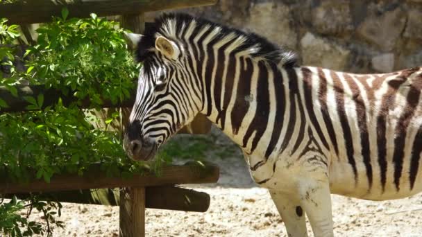 Słodkie Zebra Zbliżenie Górę Zewnątrz — Wideo stockowe